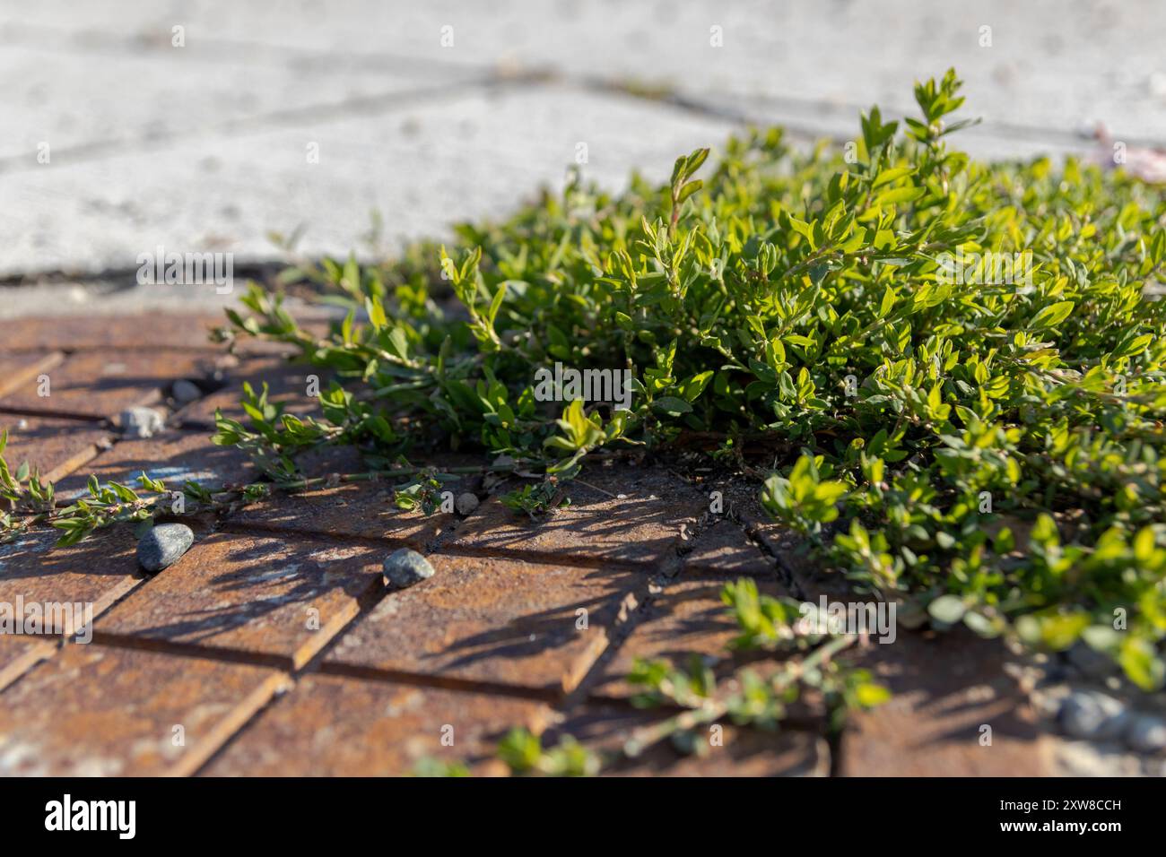 Piante di copertura verde vivace che si estendono su pavimenti in mattoni rustici - luce del sole che getta ombre morbide. Presa a Toronto, Canada. Foto Stock