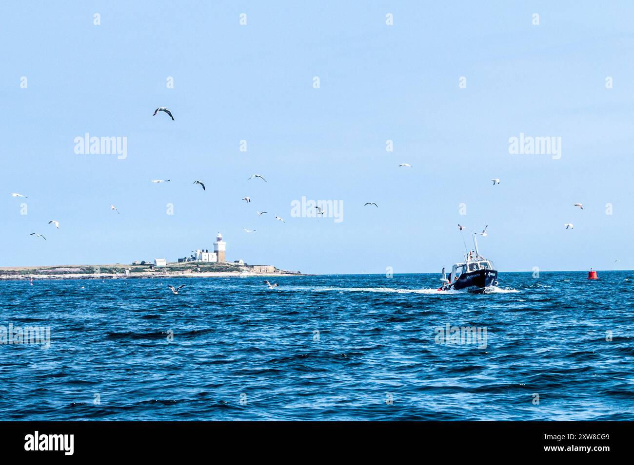Tour in barca con osservazione delle pulcinelle di mare, Amble, Northumberland, Inghilterra Foto Stock