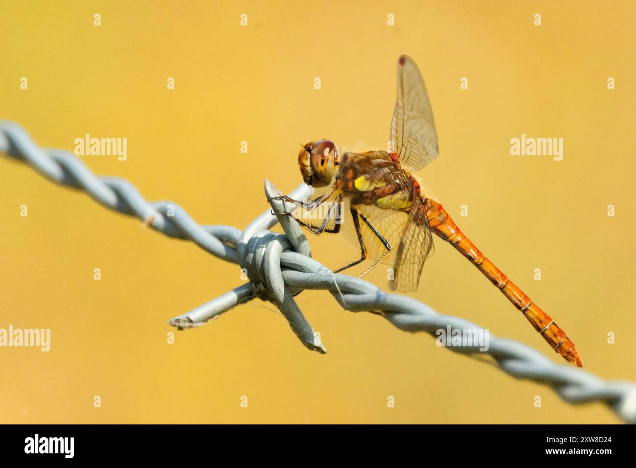 Common Darter, Dragonfly, Regno Unito, estate 2024 Foto Stock