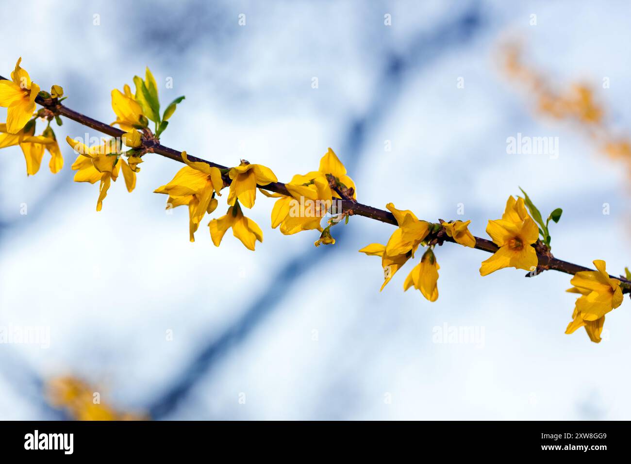 Vibranti fiori di forsythia che annunciano l'arrivo della primavera su un morbido sfondo cielo Foto Stock