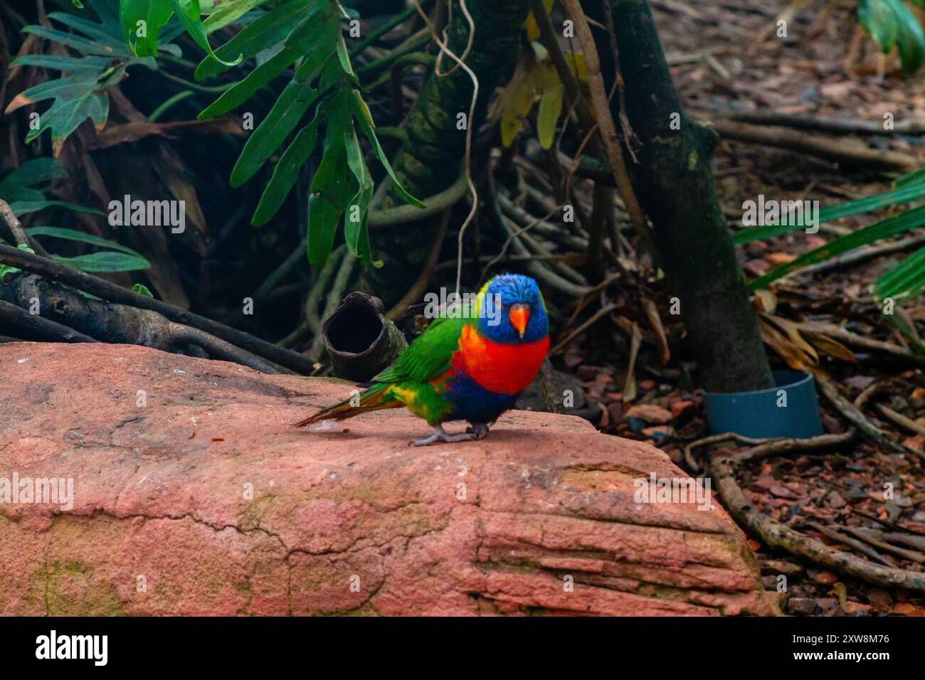 Un uccello colorato arroccato su una roccia in un ambiente lussureggiante e verde. L'uccello presenta un vivace piumaggio blu, verde e rosso, circondato da un fogliame tropicale Foto Stock