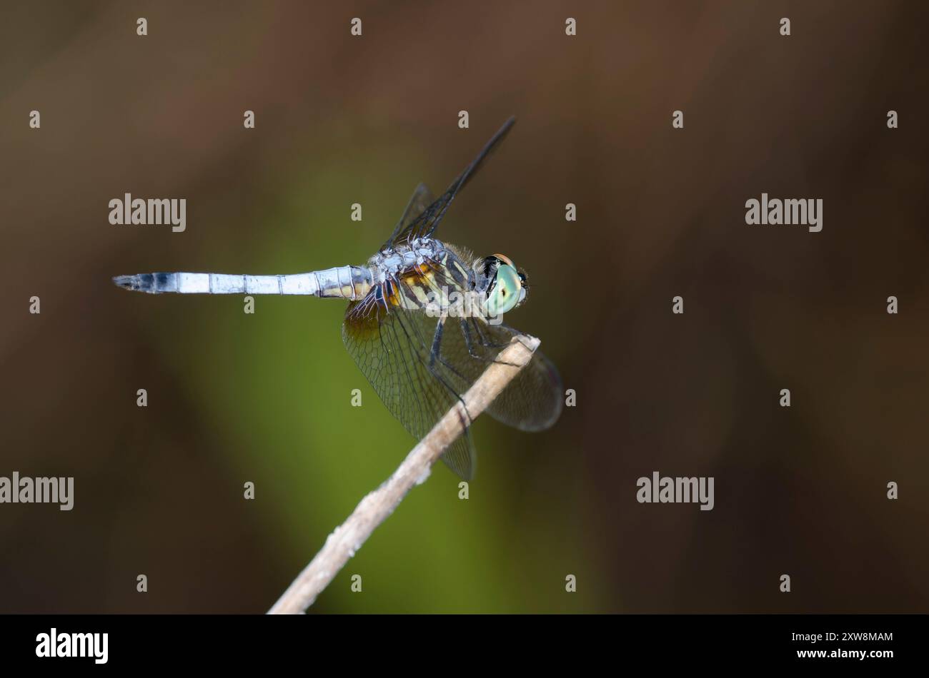 Blu, Dasher Pachydiplax longipennis, maschio Foto Stock