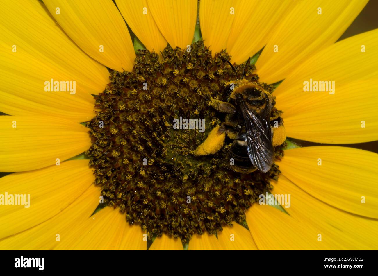 Ape a corna lunga, Svastra obliqua, su girasole comune, Helianthus annuus Foto Stock
