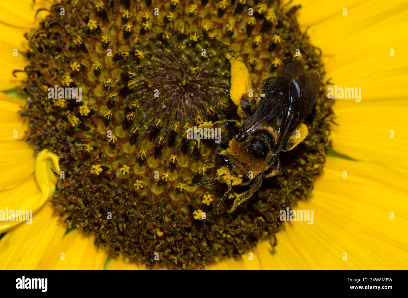 Ape a corna lunga, Svastra obliqua, su girasole comune, Helianthus annuus Foto Stock