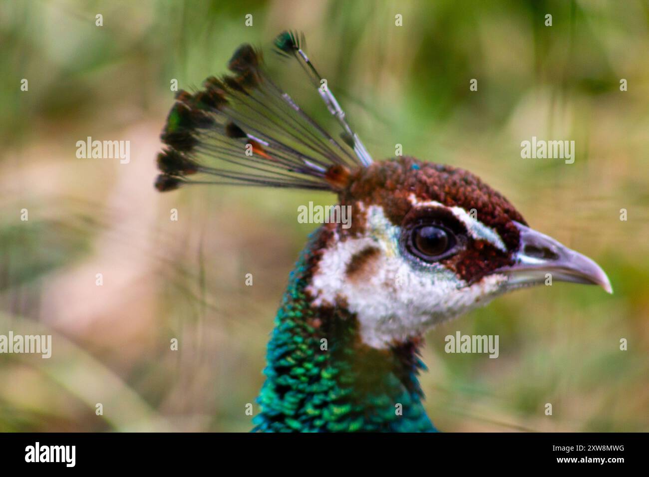 Primo piano della testa di un pavone che mostra le sue piume verdi e marroni, con distintive marcature oculari ed eleganti penne. Foto Stock