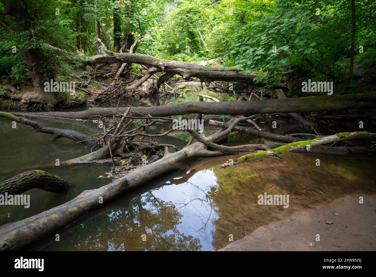 Tronchi nel fiume Bollin nel bosco di Styal, Cheshire, Inghilterra. Foto Stock