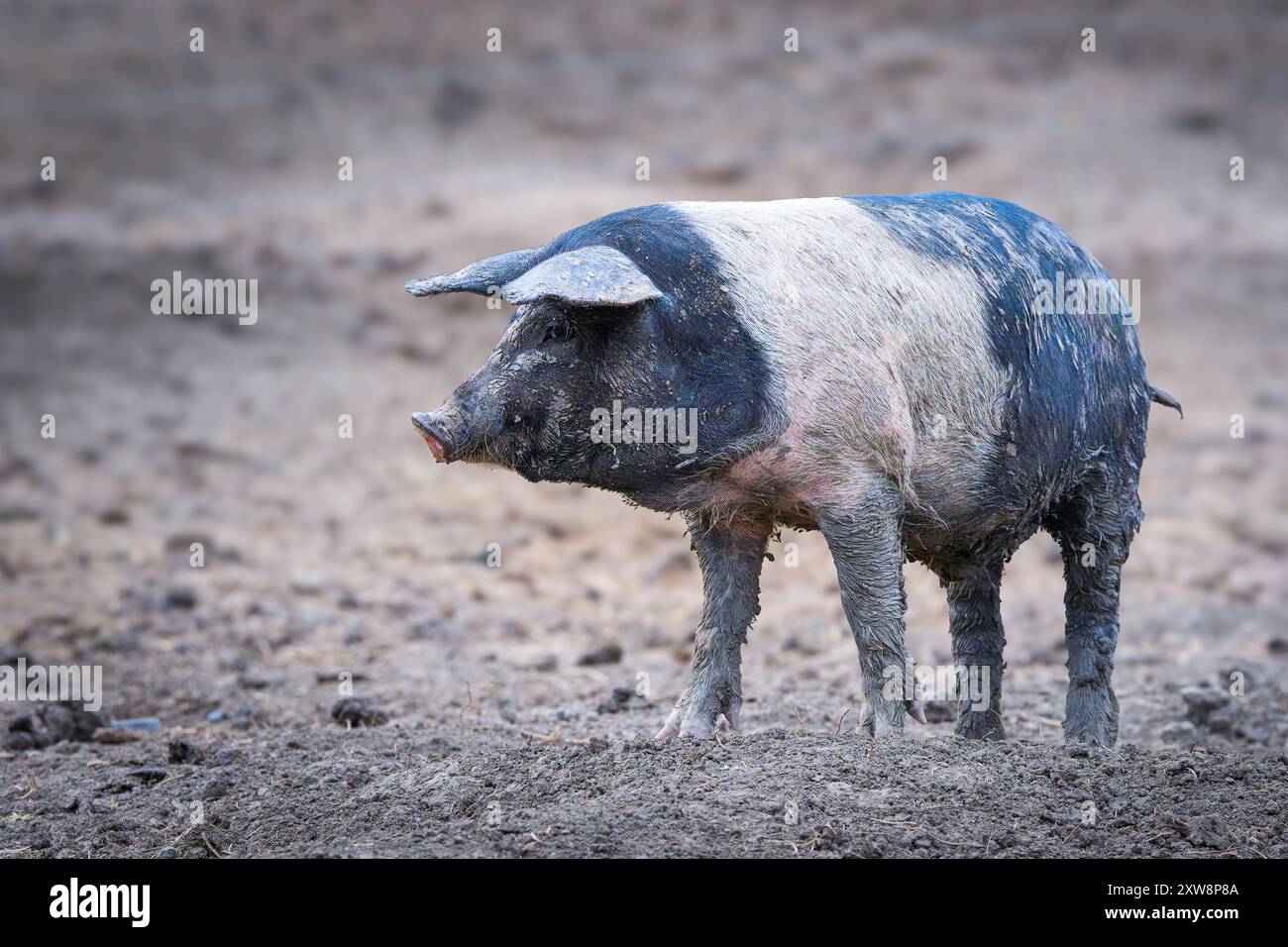 Maiale domestico nel cortile dell'azienda, razza bazna o sellino rumeno Foto Stock