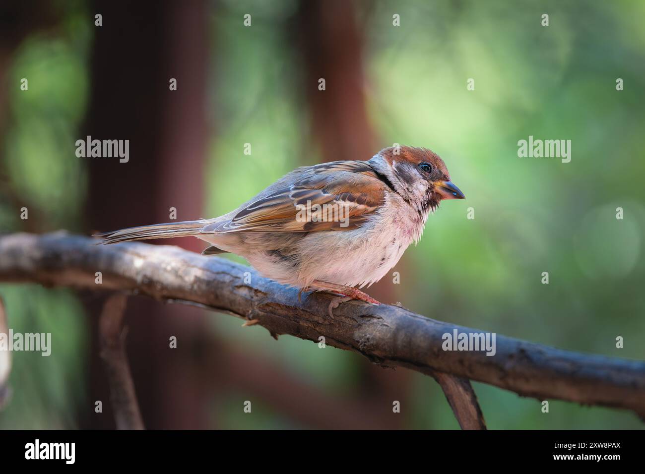 passero aruota arroccato in un giardino sereno (Passer montanus) Foto Stock