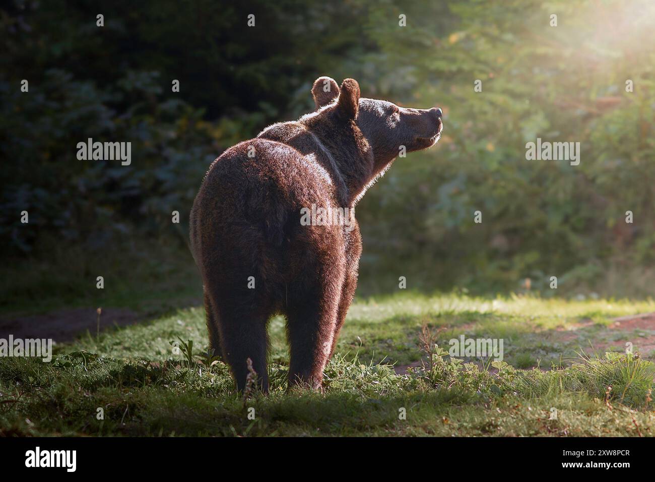 Orso bruno selvatico (Ursus arctos) al tramonto, animale in habitat naturale nella natura selvaggia della Romania Foto Stock