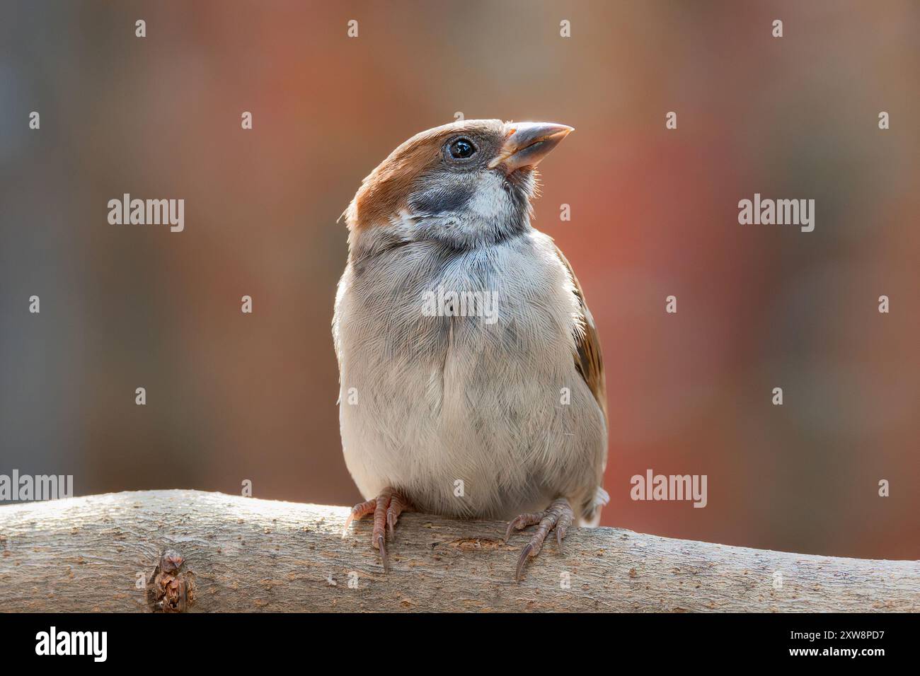 Curioso giovane passero maschio, un uccello comune nei giardini urbani (Passer montanus) Foto Stock