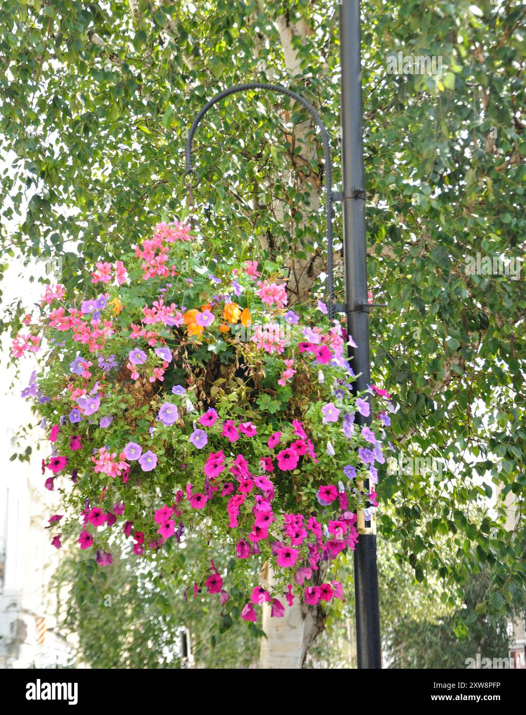 Decorazioni floreali, St John's Wood High Street, St John's Wood, Londra, Inghilterra, Regno Unito Foto Stock