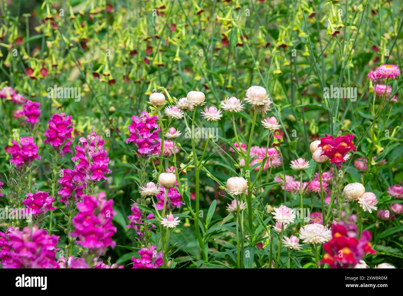 Mix di fioriture annuali estive, tra cui Antirrhinum, Helichrysum e Nicotiana, tutto in fiore. Foto Stock