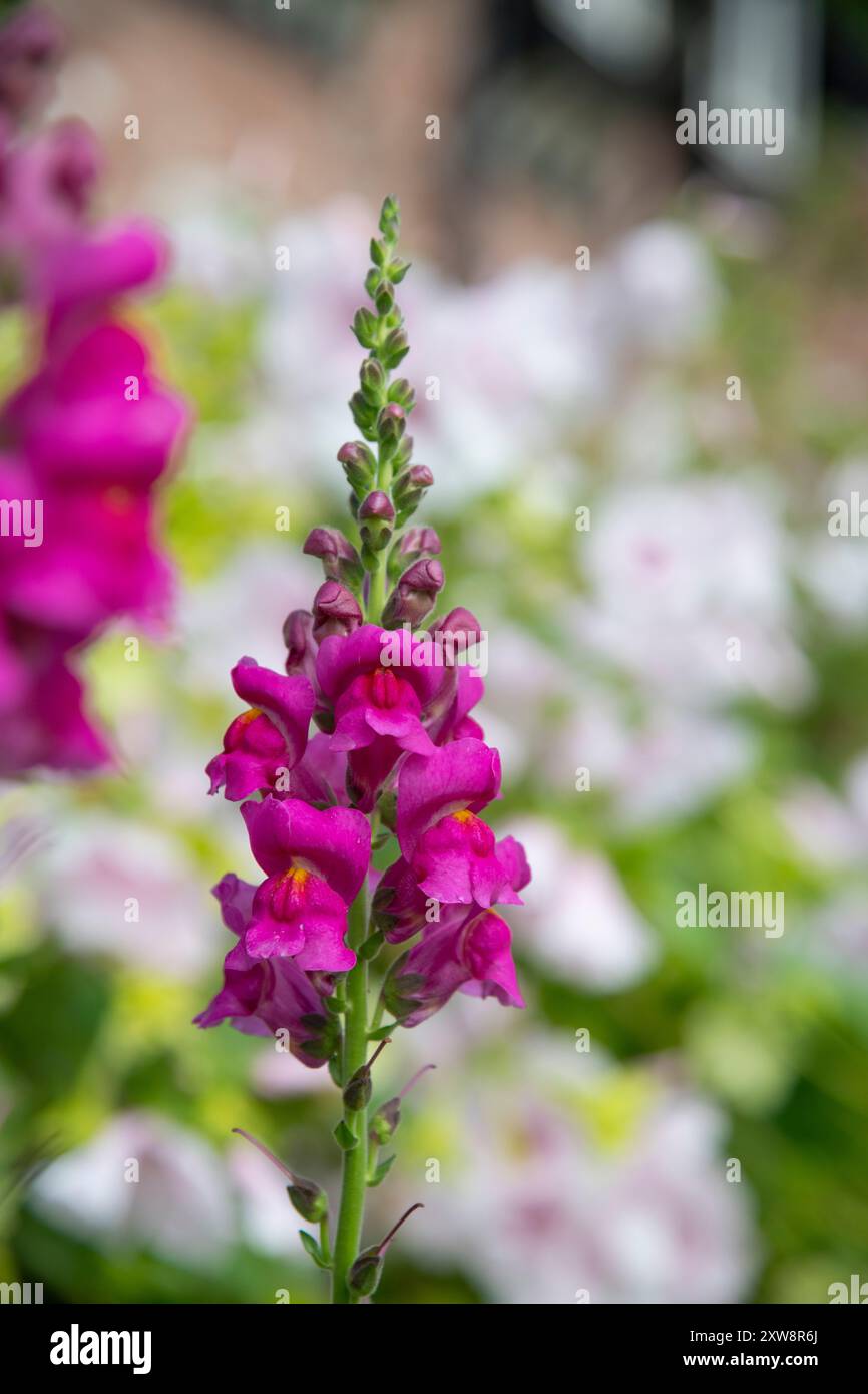 Fiore di antirrhinum rosa intenso in un bordo floreale estivo. Foto Stock