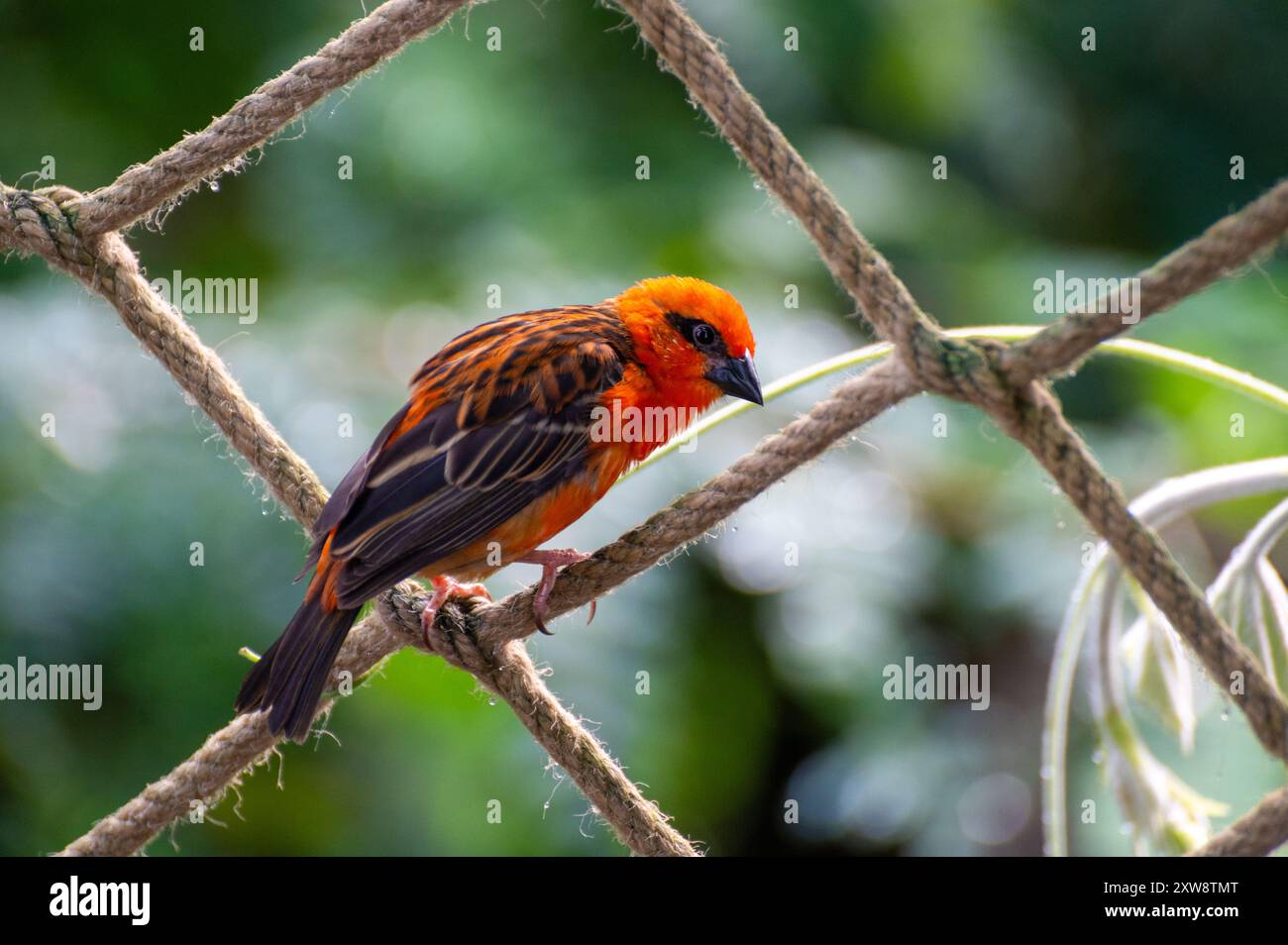 Primo piano di un rosso fody Foudia madagascariensis bird, anche Madagascar Fody, rosso cardinale fody o fody comune. Un piccolo uccello nativo del Madagascar. Foto Stock