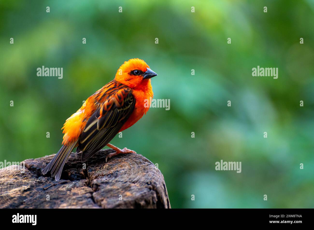 Primo piano di un rosso fody Foudia madagascariensis bird, anche Madagascar Fody, rosso cardinale fody o fody comune. Un piccolo uccello nativo del Madagascar. Foto Stock