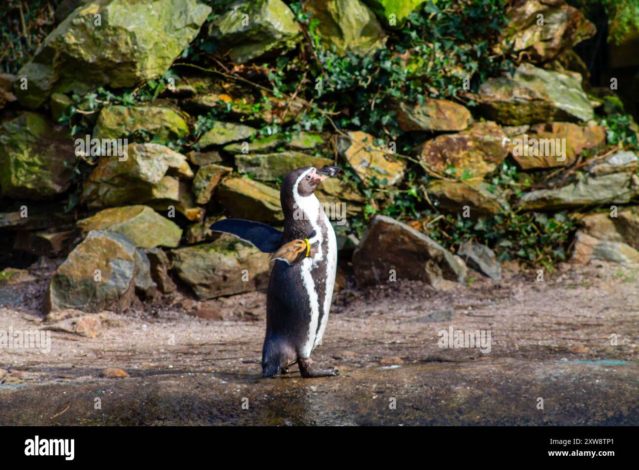 Un pinguino sorge su una costa rocciosa, con le sue ali leggermente sparse. Un altro pinguino più piccolo è accanto, creando una scena affascinante in un'abitudine naturale Foto Stock