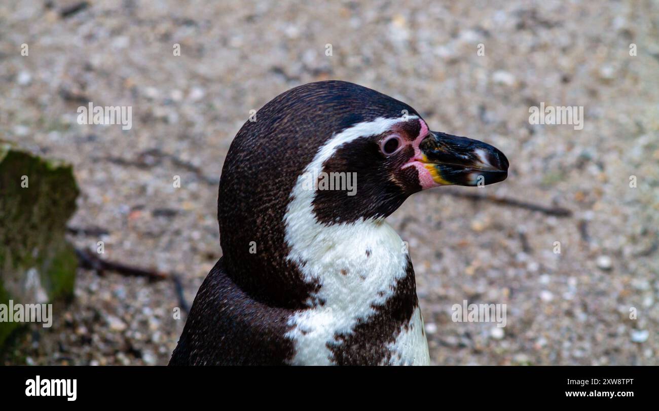 Un primo piano di un pinguino con un caratteristico piumaggio bianco e nero, con una toppa rosa intorno agli occhi e un becco colorato. Lo sfondo è sabbia Foto Stock