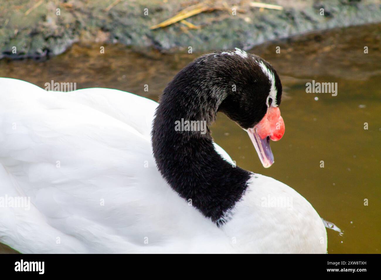 Un primo piano di un cigno con un caratteristico collo nero e corpo bianco, posizionato graziosamente vicino all'acqua. La testa del cigno è girata, mostrando la sua uni Foto Stock