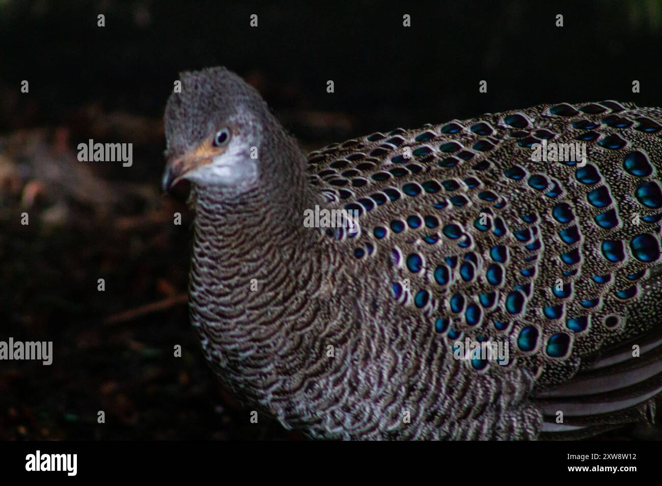 Un primo piano di un pavone con intricati motivi di piume, che mostrano punti blu e verdi iridescenti. L'uccello è parzialmente in ombra, evidenziandone la sua Foto Stock