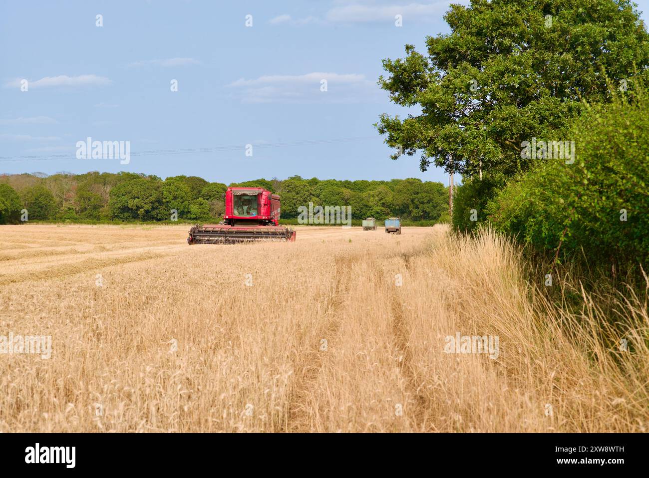 Mietitrebbia Massey Ferguson in un campo di coltivazione di cereali nell'Inghilterra rurale durante il raccolto. Foto Stock