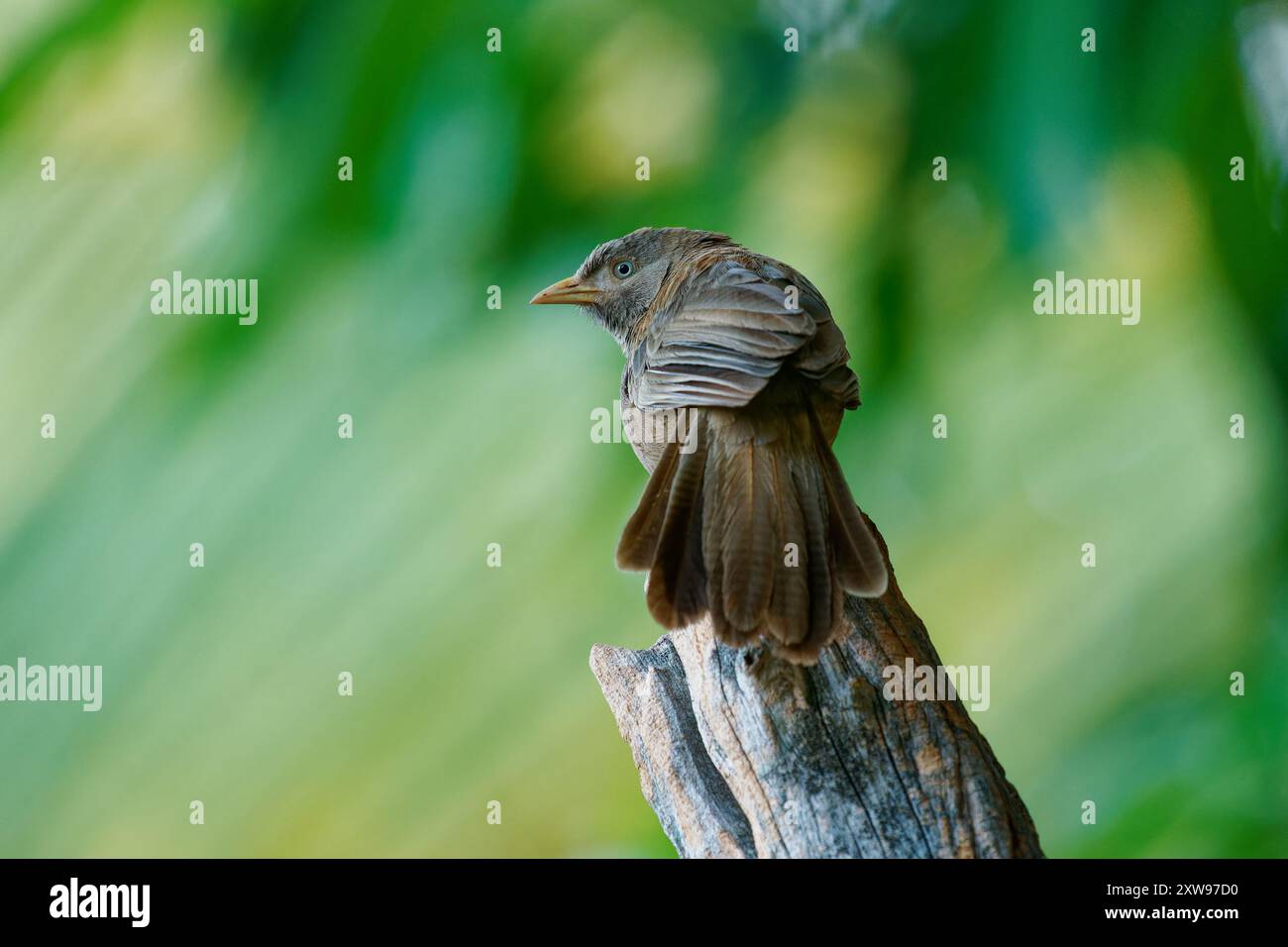 Il babbler dal becco giallo Argya o Turdoides affinis bruno di Leiothrichidae endemico dell'India e dello Sri Lanka, il suo habitat è scrub, coltivazione e ga Foto Stock