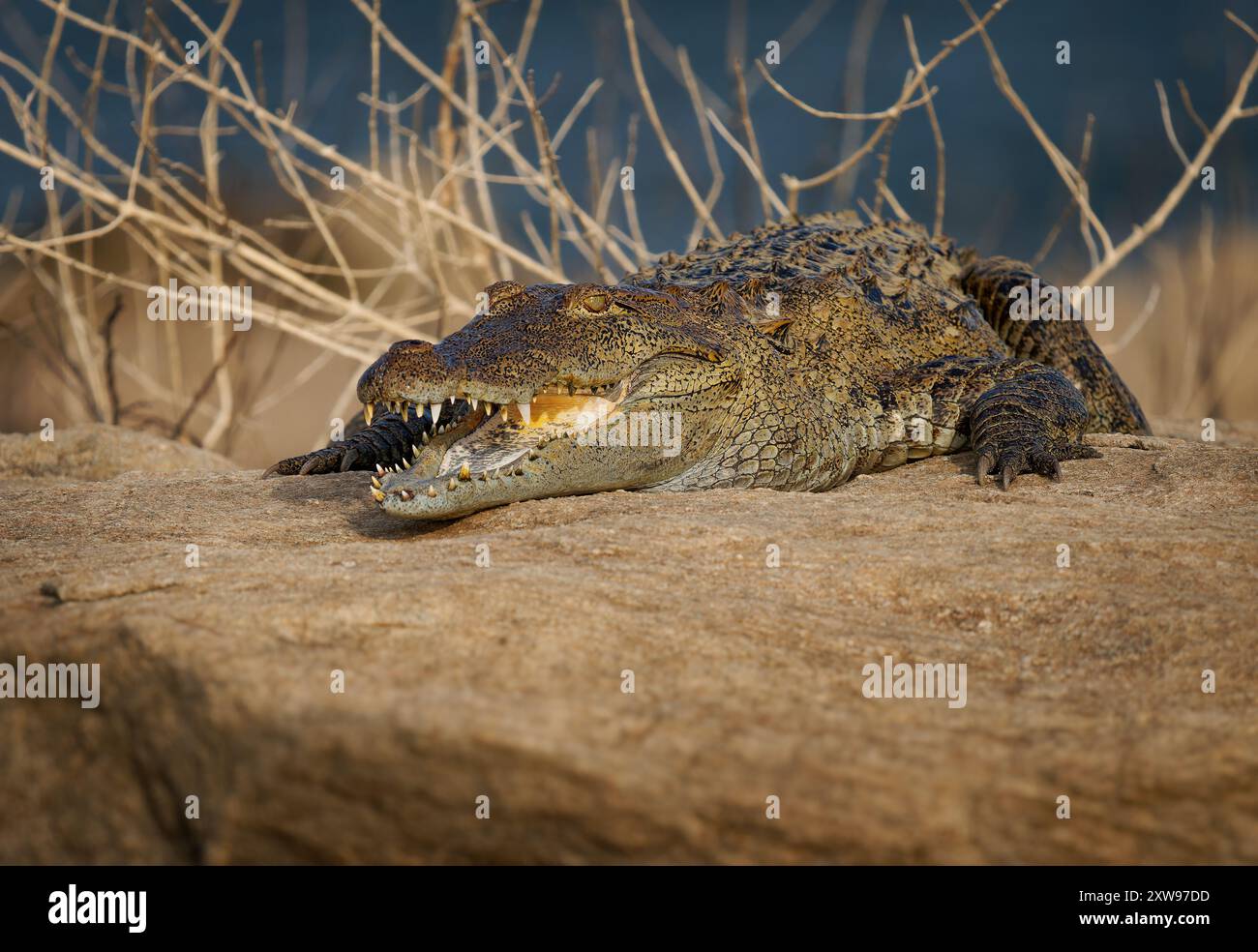 Coccodrillo da mugger Crocodylus palustris coccodrillo di medie dimensioni, anche mugger o coccodrillo palustris, originario degli habitat di acqua dolce dall'Iran a. Foto Stock