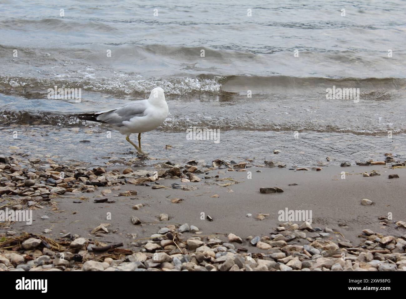 Gabbiano solitario in piedi sulla spiaggia del lago Minnewanka, Canada (7/29/24) Foto Stock
