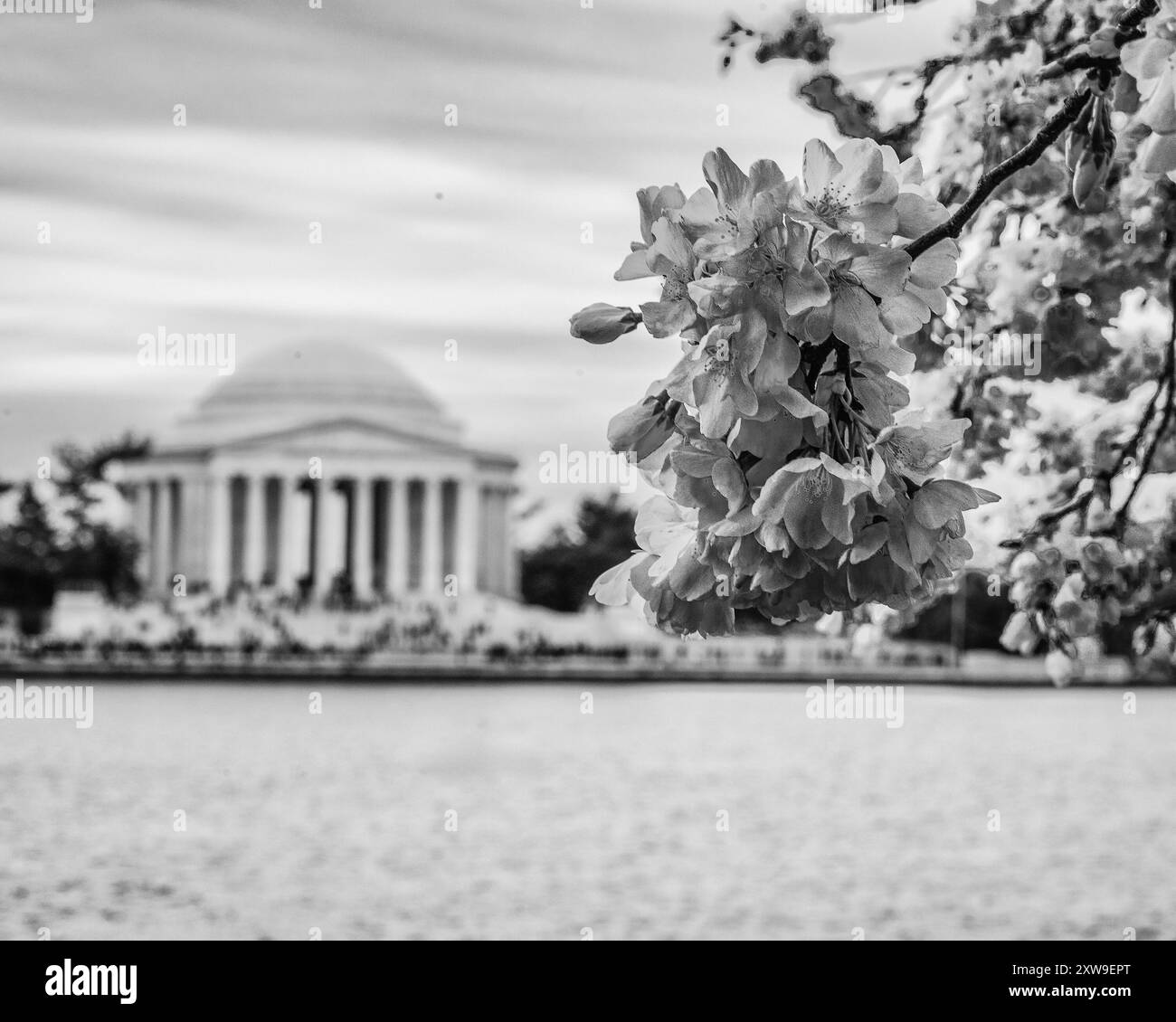 Washington DC – USA – 22 marzo 2024 bianco e nero dei fiori di ciliegio e il neoclassico Jefferson Memorial, costituito da gradini circolari in marmo, Foto Stock
