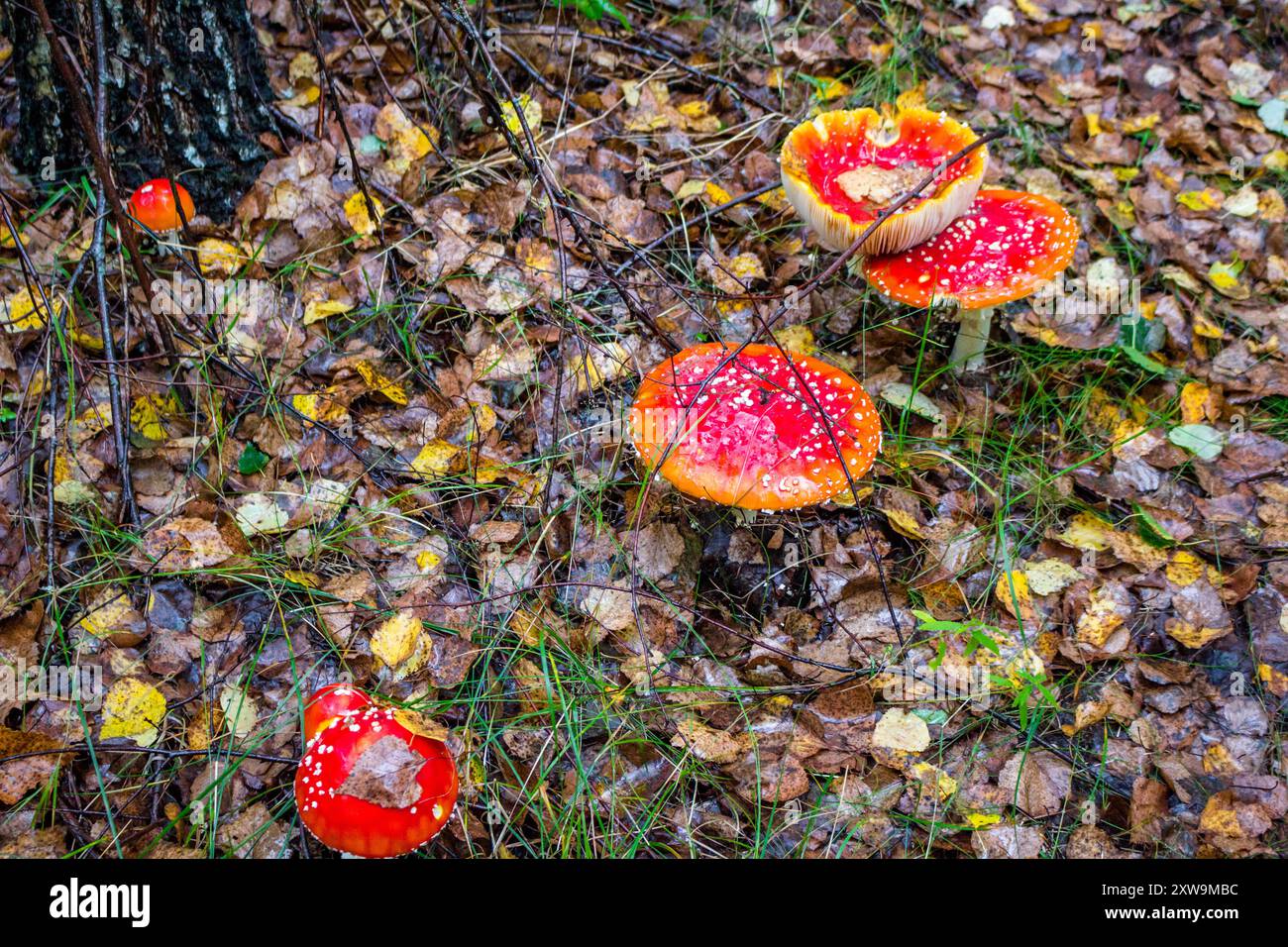 Fungo Amanita Muscaria. Comunemente noto come fly agaric o fly amanita Foto Stock