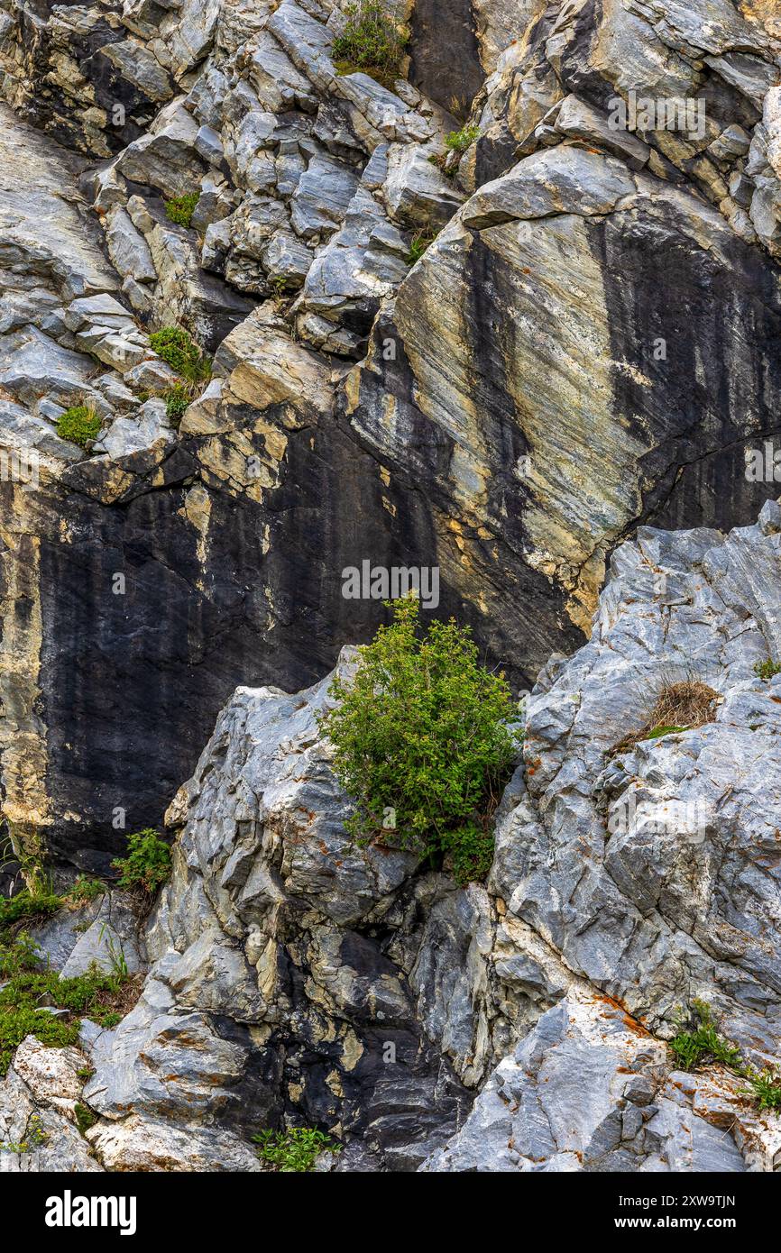 Alberi che crescono sulle rocce nelle Montagne Rocciose in Colorado Foto Stock