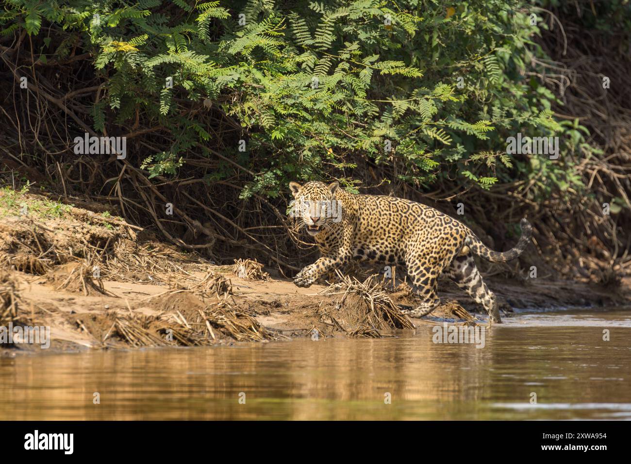 Il jaguar, un potente predatore con un caratteristico cappotto macchiato, è un cacciatore solitario originario delle foreste pluviali del Centro e del Sud America. Foto Stock