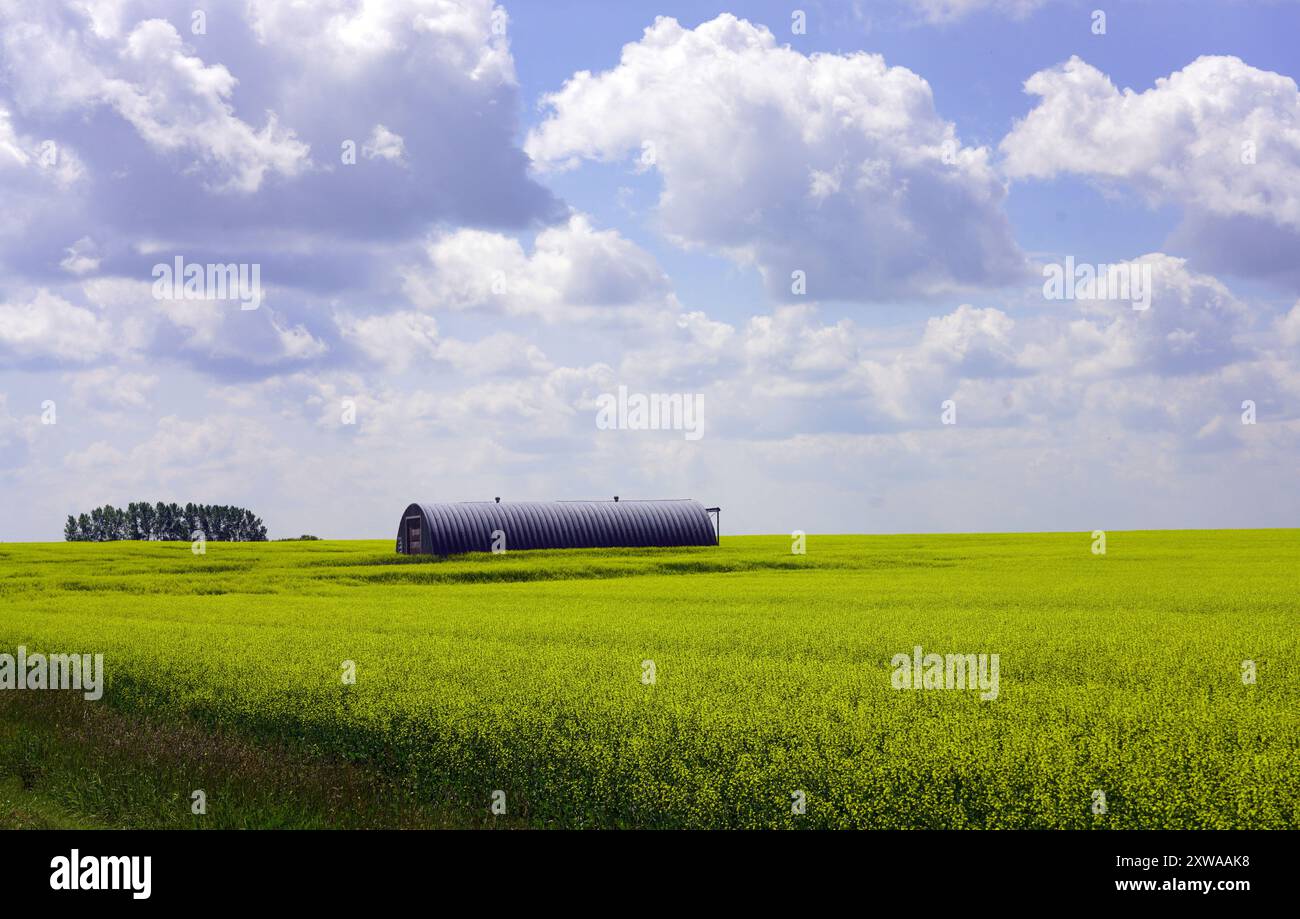 Campo di canola in fiore con attrezzatura a capannone sullo sfondo Foto Stock