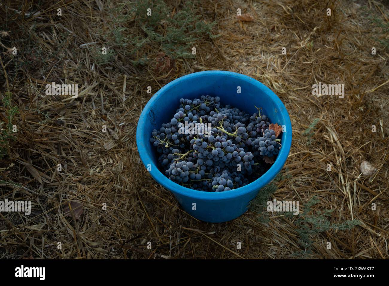 Grappoli maturi di uva Grenache appena raccolti in secchio Foto Stock