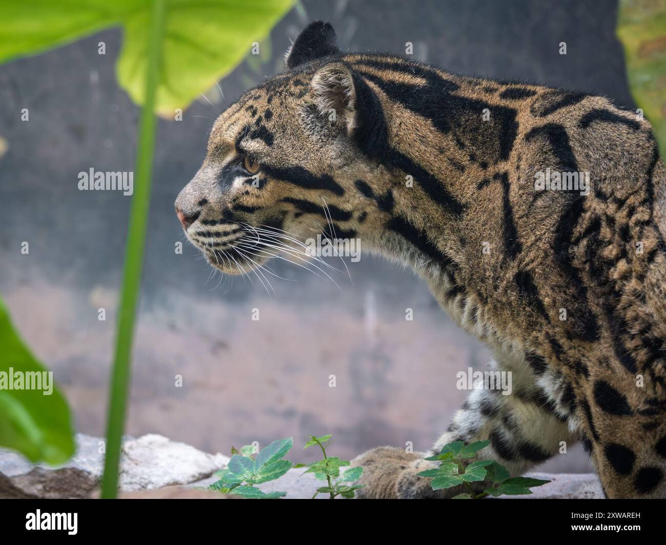 Un leopardo nuvoloso femminile ( Neofelis Nebulosa) all'interno dello zoo cinese di Chongqing, soffre di condizioni croniche della pelle. Foto Stock