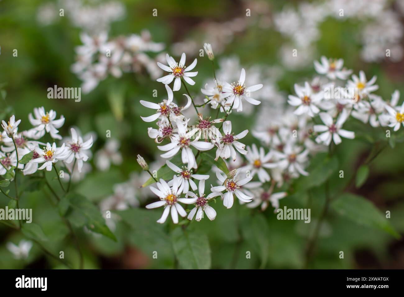 Eurybia divaricata piccoli fiori bianchi. Aster divaricatus o pianta ornamentale di aster in legno bianco nel giardino Foto Stock
