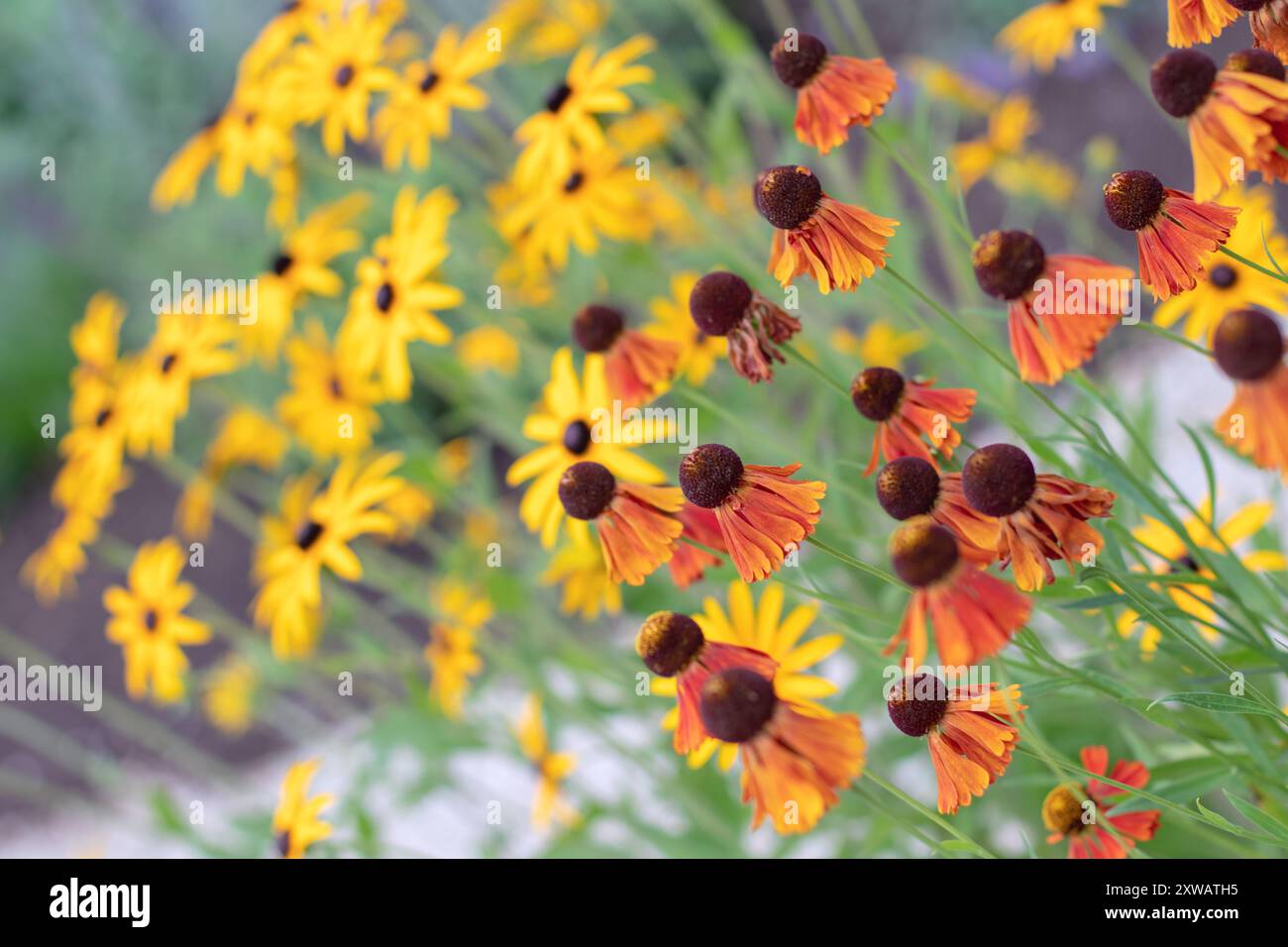 Helenium ibrido e fiori autunnali Susan dagli occhi neri o rudbeckia hirta con sfondo sfocato. Teste di fiori compositi in stile margherita arancione brillante Foto Stock