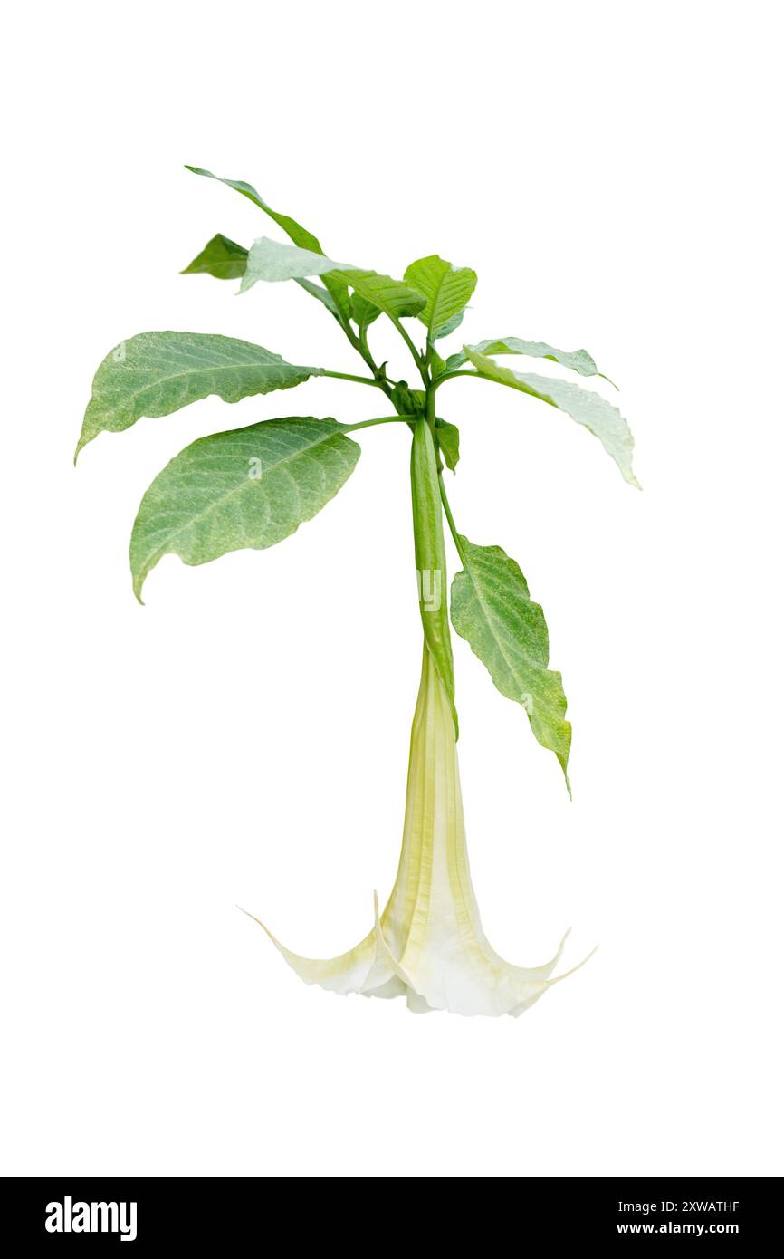 Brugmansia suaveolens fiore e foglie isolate su bianco. Brasile angelo bianco tromba fiori bianchi e fogliame. Le lacrime di Angelo o la tromba dell'angelo innevato Foto Stock