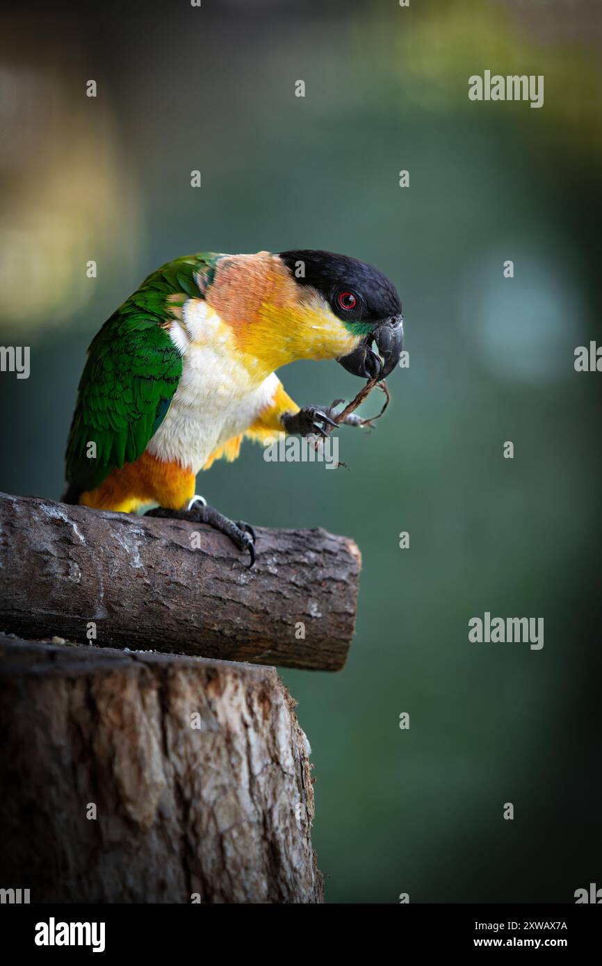 Il pappagallo dalla testa nera (Pionites melanocephalus) è una specie di uccello della sottofamiglia Arinae della famiglia psittacidae, il pappagallo africano e del nuovo mondo Foto Stock