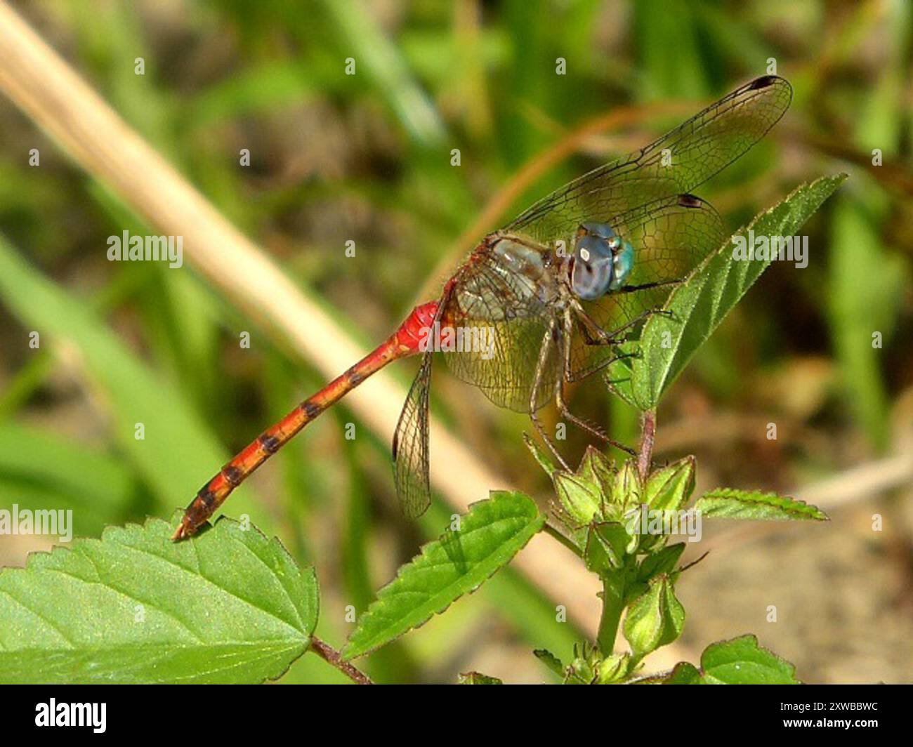 Meadowhawk (Sympetrum ambiguum) Insecta dalla faccia blu Foto Stock