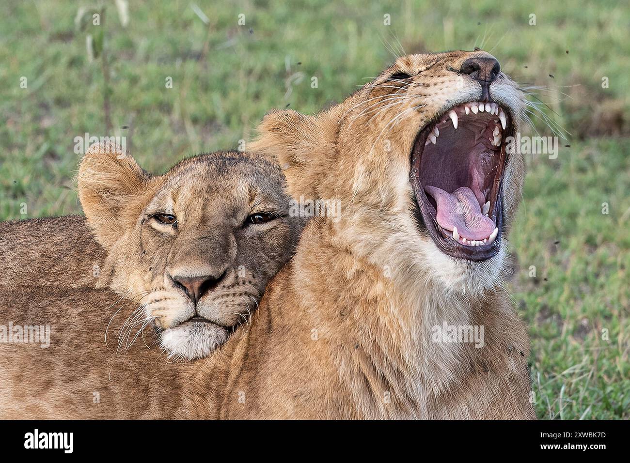 Cuccioli di leoni sonni, pianure di Ndutu, parco nazionale del Serengeti, Tanzania Foto Stock