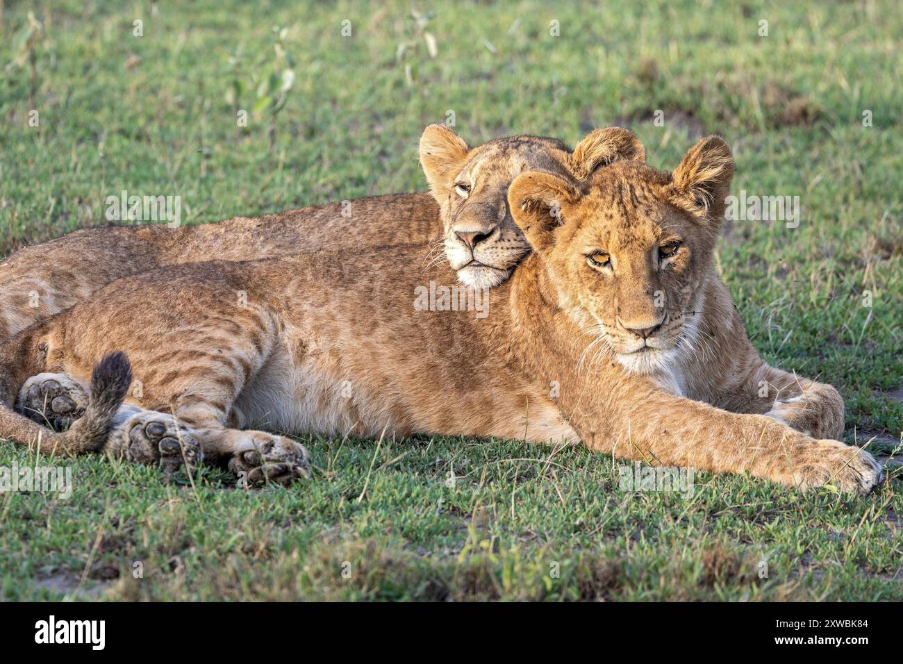 Cuccioli di Lions, pianure di Ndutu, Parco Nazionale del Serengeti, Tanzania Foto Stock