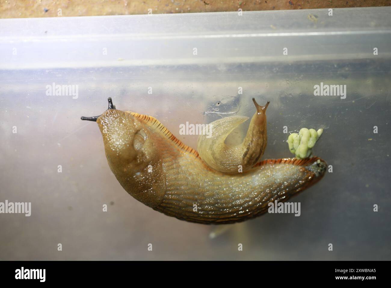 Keelback Slugs (Limacidae) Mollusca Foto Stock