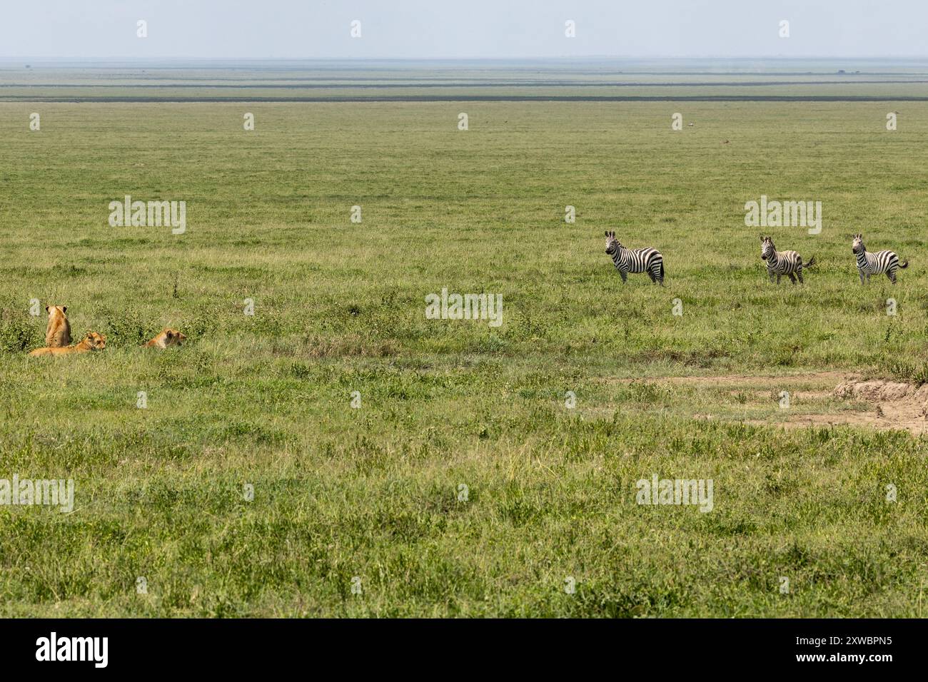 Le leonesse riposano osservate da un branco di zebre di Grant, Plains Zebra, Equus quagga boehmi, Central Serengeti Plains, Tanzania Foto Stock