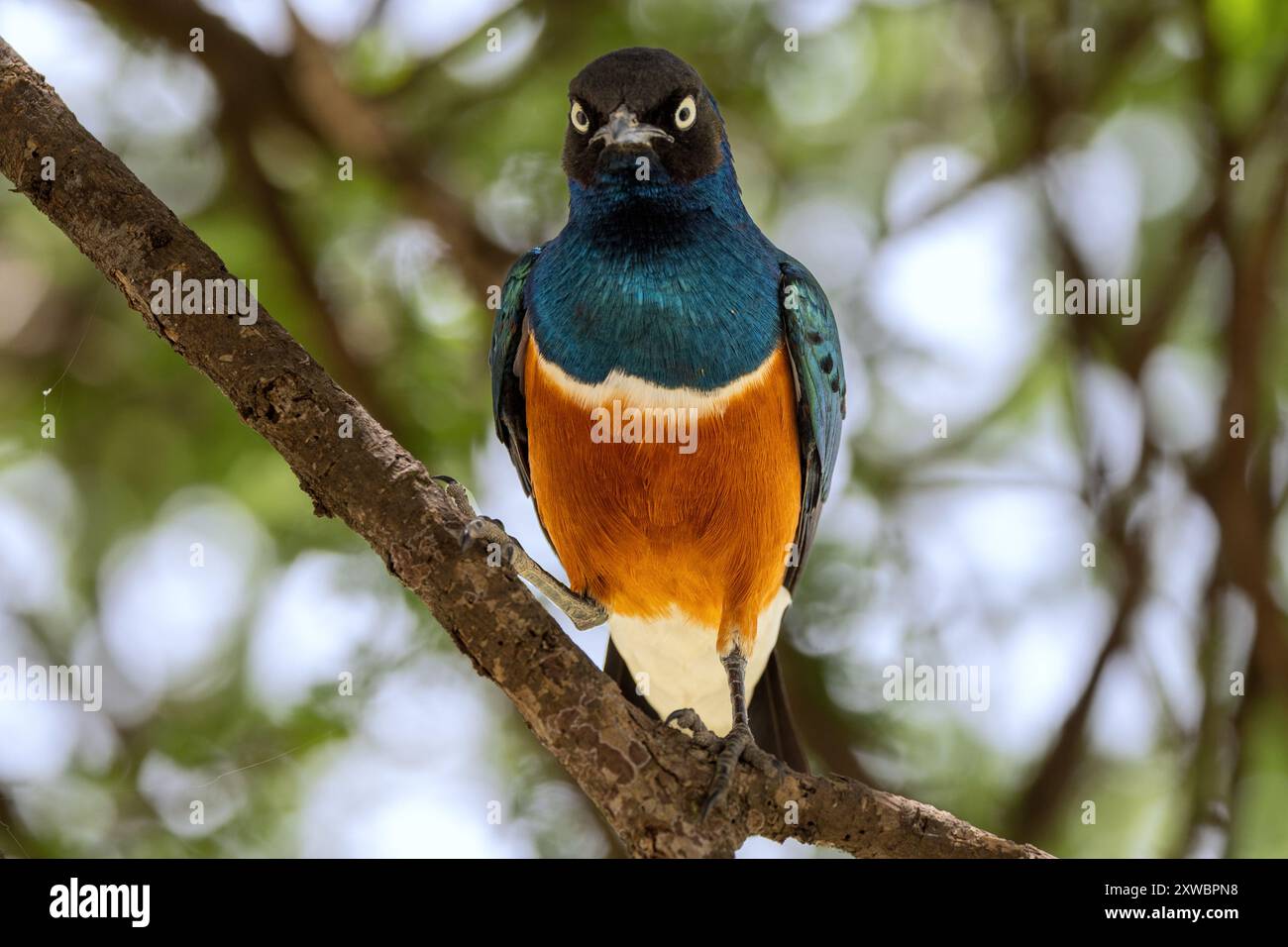 Superb Starling, Central Serengeti Plains, Tanzania Foto Stock