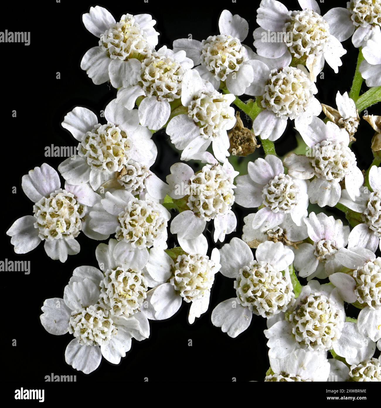 Scatto in studio (immagine impilata) di fiori di carota selvatica (carota Daucus) su sfondo nero Foto Stock