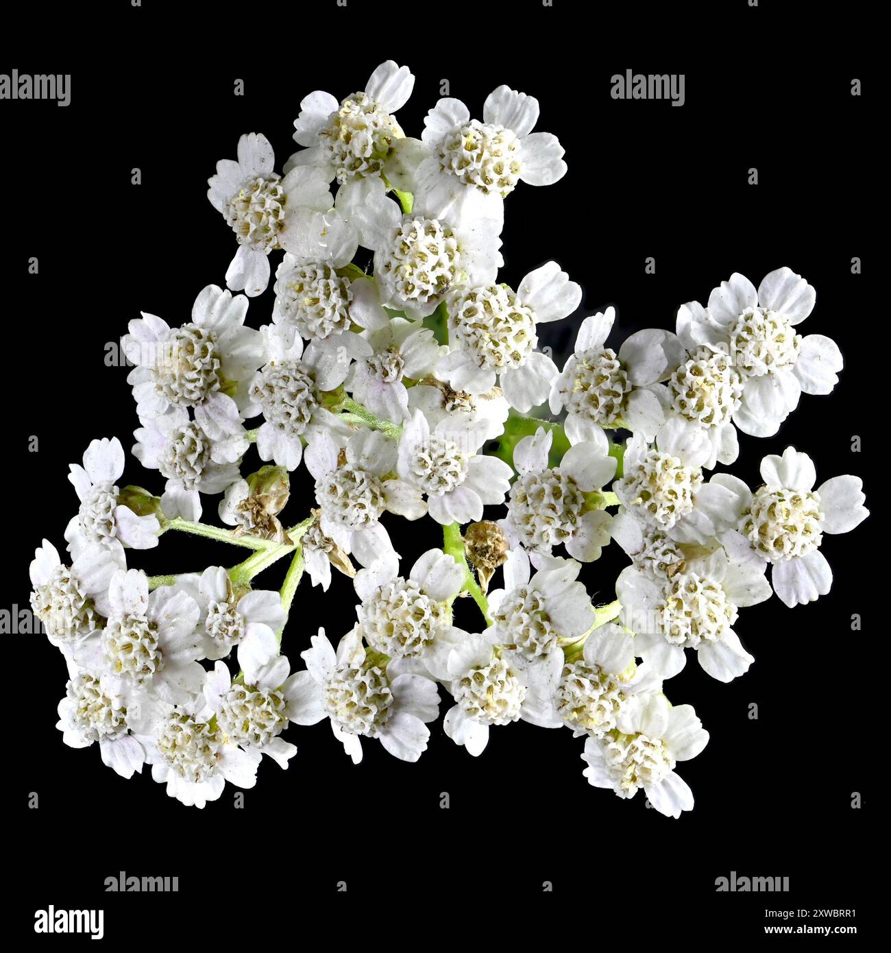 Scatto in studio (immagine impilata) di fiori di carota selvatica (carota Daucus) su sfondo nero Foto Stock