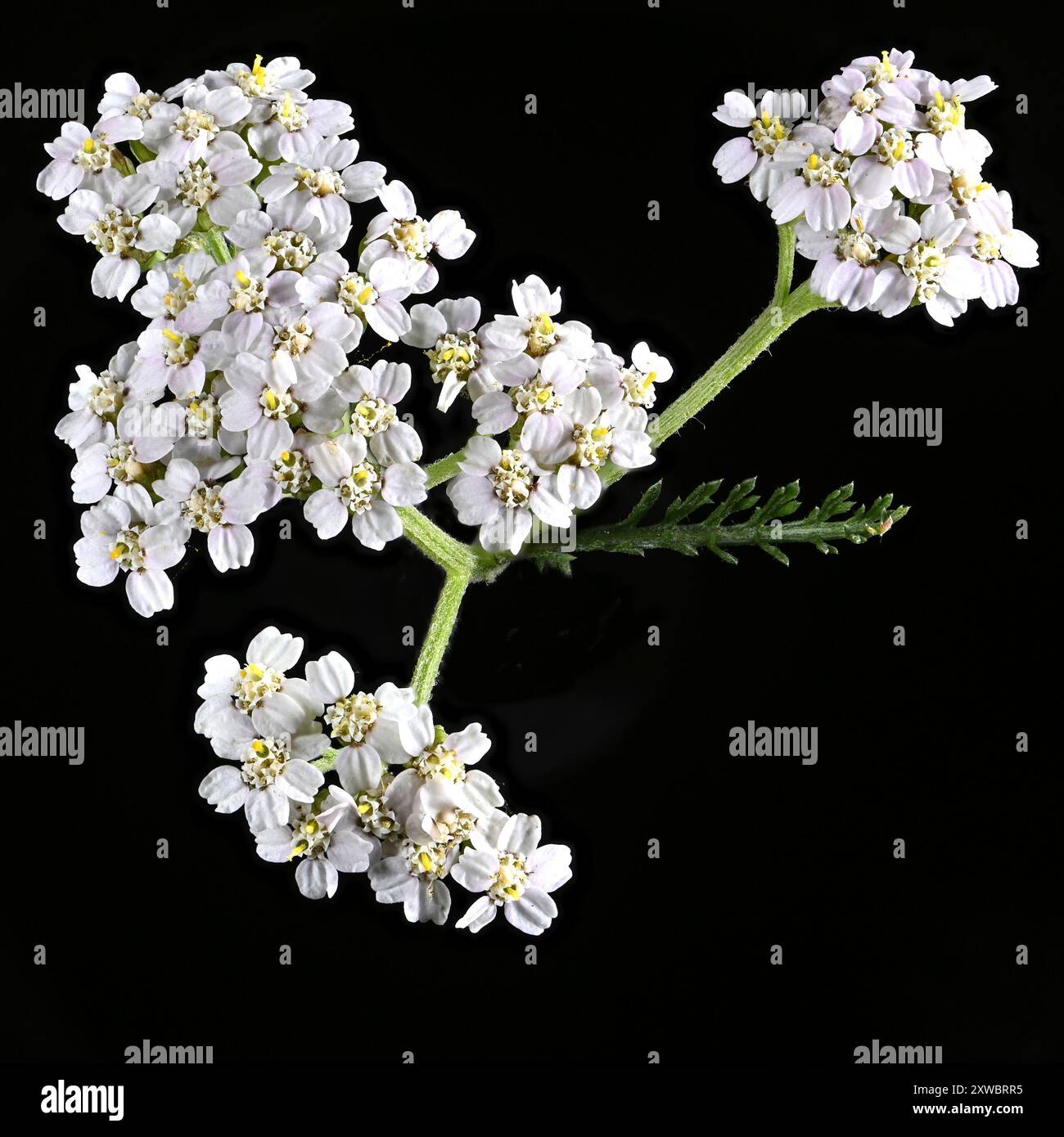 Scatto in studio (immagine impilata) di fiori di carota selvatica (carota Daucus) su sfondo nero Foto Stock