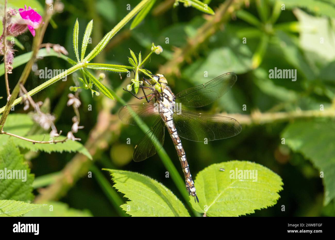 Dragonfly di Southern Hawker appollaiata sulla foglia Foto Stock