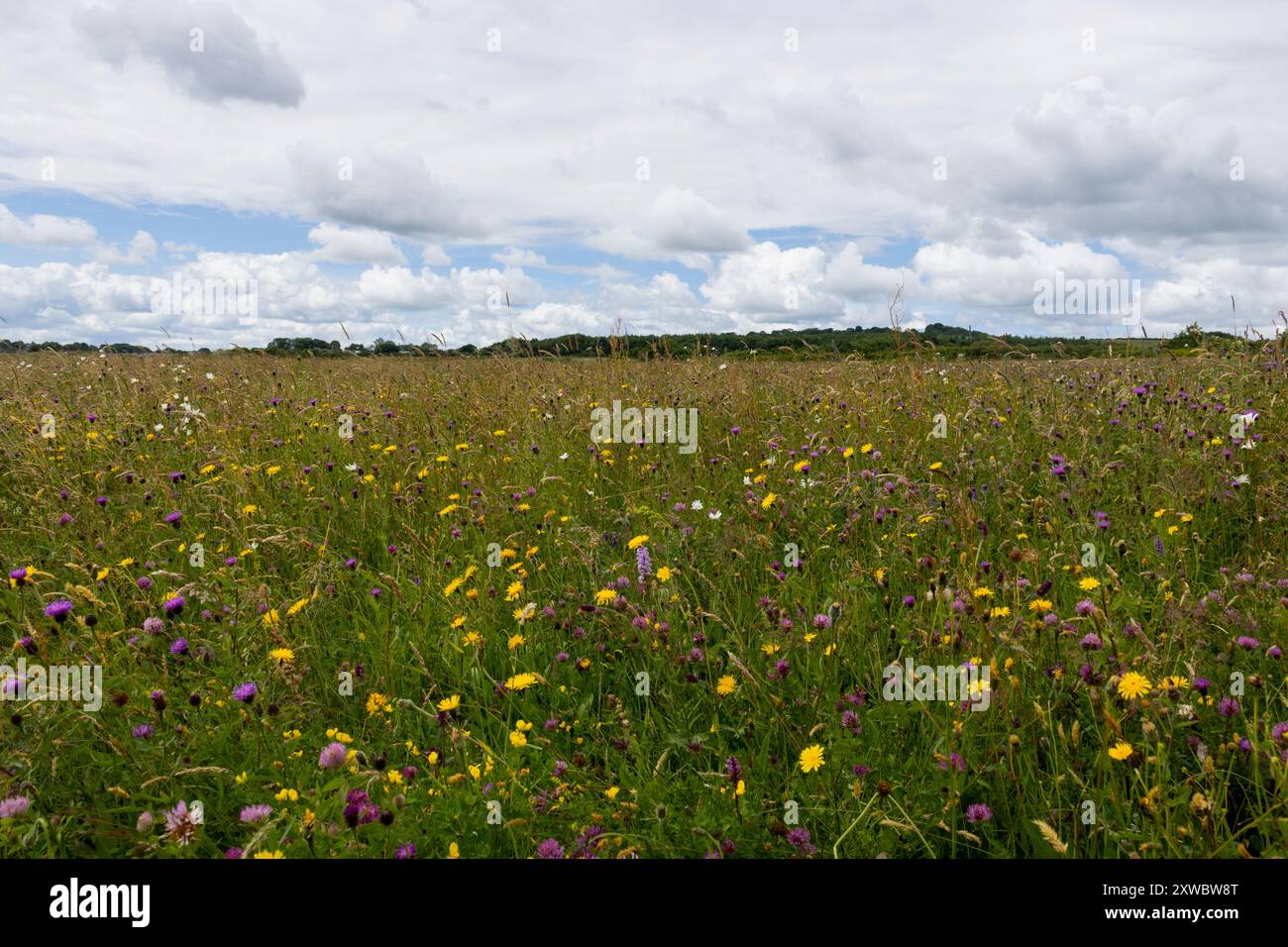 Campo di fiori selvatici di Daisy Hill in fiore a luglio Foto Stock