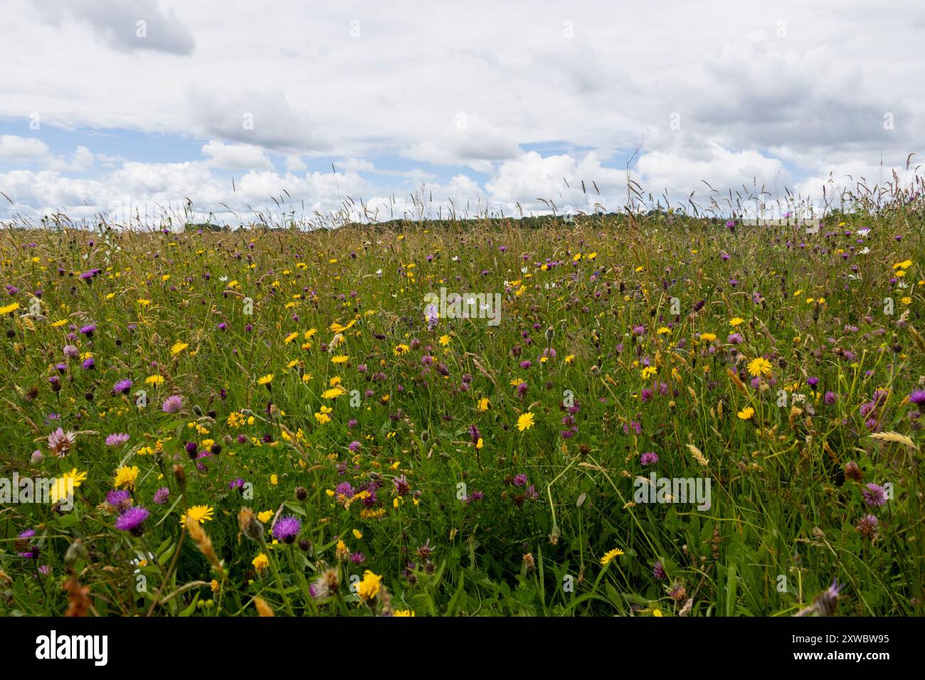 Campo di fiori selvatici di Daisy Hill in fiore a luglio Foto Stock